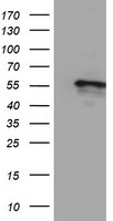 SSX1 Antibody