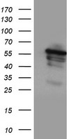 SSX1 Antibody