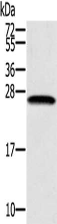 SSX1 antibody