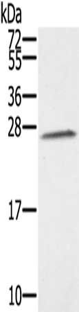 SSX1 antibody