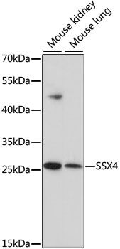 SSX4 antibody