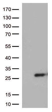 SSX4 (SSX4B) antibody