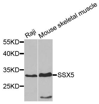 SSX5 antibody
