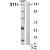 ST18 antibody