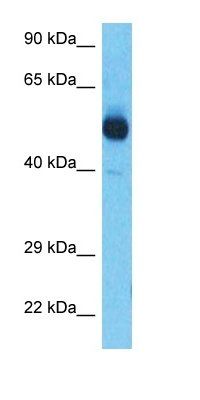 ST32B antibody