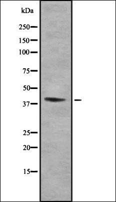 St3Gal-III antibody