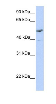 ST3GAL1 antibody