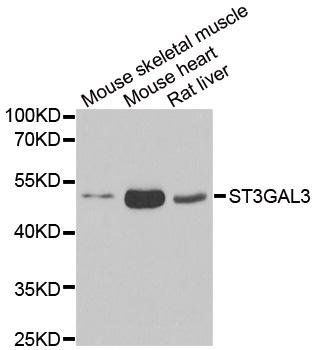ST3GAL3 antibody