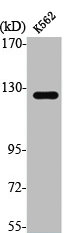 ST5 antibody