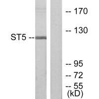 ST5 antibody