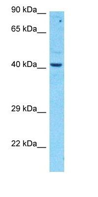 ST65G antibody