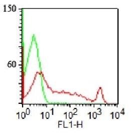 ST6GAL1 Antibody