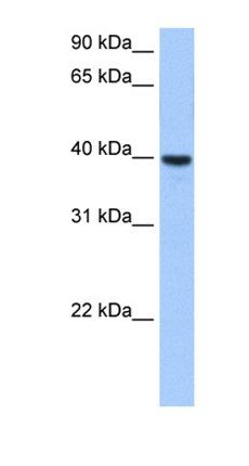 ST6GALNAC4 antibody