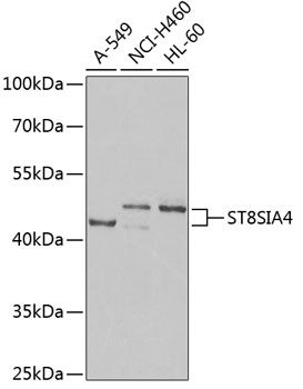 ST8SIA4 antibody