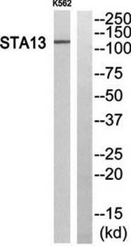 STA13 Antibody