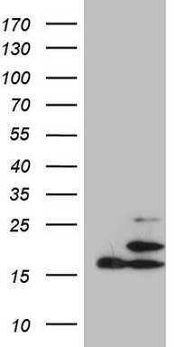 Stabilin 2 (STAB2) antibody