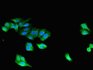 STAC antibody