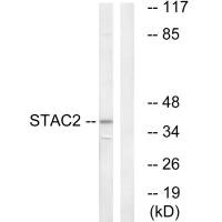 STAC2 antibody