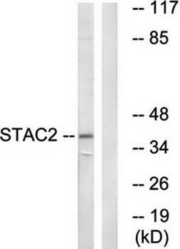 STAC2 antibody