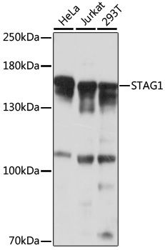 STAG1 antibody