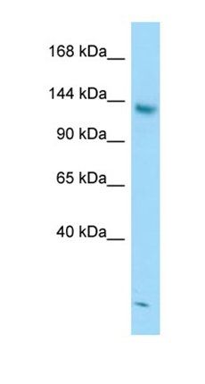 STAG2 antibody