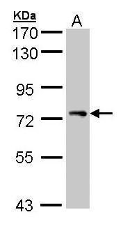 STAM Rabbit Polyclonal Antibody