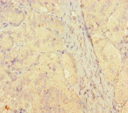 STAMBP Antibody