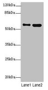 STAM2 Antibody
