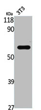 STAM2 Antibody