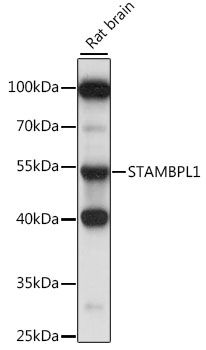 STAMBPL1 antibody