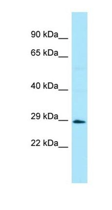 STAP1 antibody