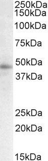 Goat anti-STAP2 / BKS (aa391-403) Antibody