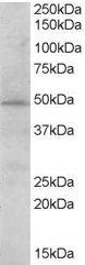 Goat anti-STAP2 / BKS Antibody
