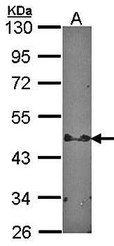 STAP2 antibody
