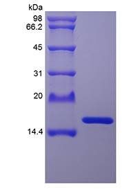 Staphylokinase enzyme