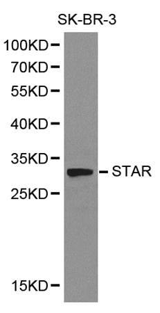 STAR antibody