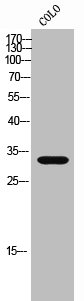 STARD10 Antibody