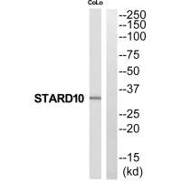 STARD10 antibody