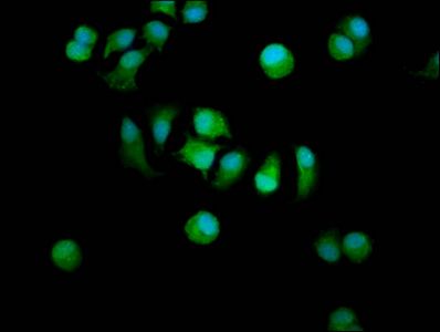 STARD13 Antibody