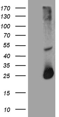 STARD4 antibody