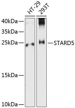 STARD5 antibody