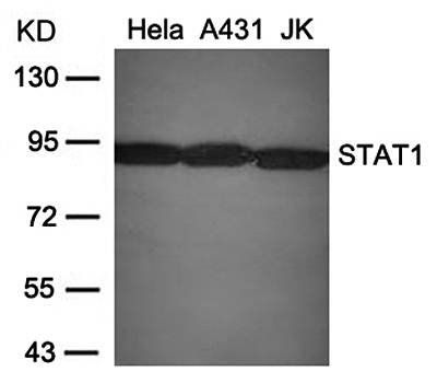 STAT1 (Ab-701) Antibody