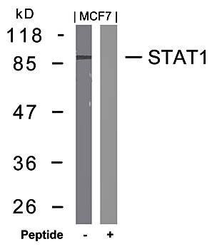 STAT1 (Ab-727) Antibody
