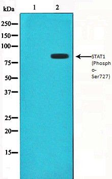 STAT1 (Phospho-Ser727) antibody