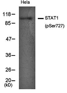 STAT1 (Phospho-Ser727) Antibody