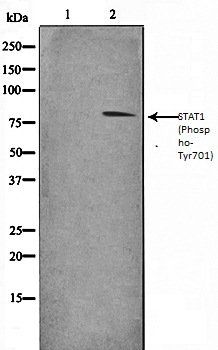 STAT1 (Phospho-Tyr701) antibody