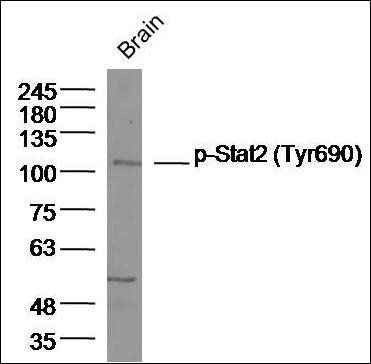 Stat2 (phospho-Tyr690) antibody