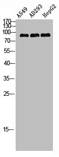STAT3 Antibody