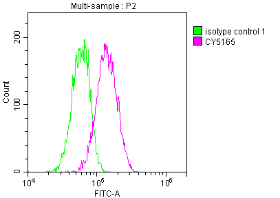 STAT3 Recombinant Monoclonal Antibody