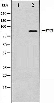 STAT3 antibody